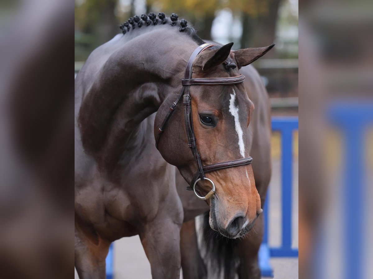 Koń holsztyński Klacz 5 lat 169 cm Gniada in Diepholz