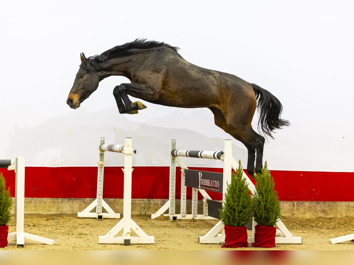 Koń holsztyński Klacz 5 lat 170 cm Ciemnogniada in Waddinxveen