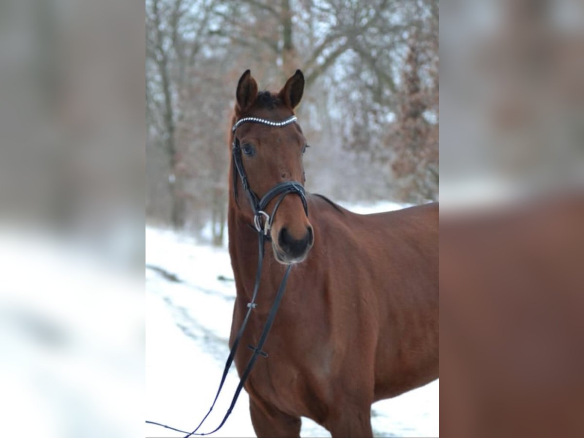 Koń holsztyński Klacz 5 lat 172 cm Gniada in Mannheim