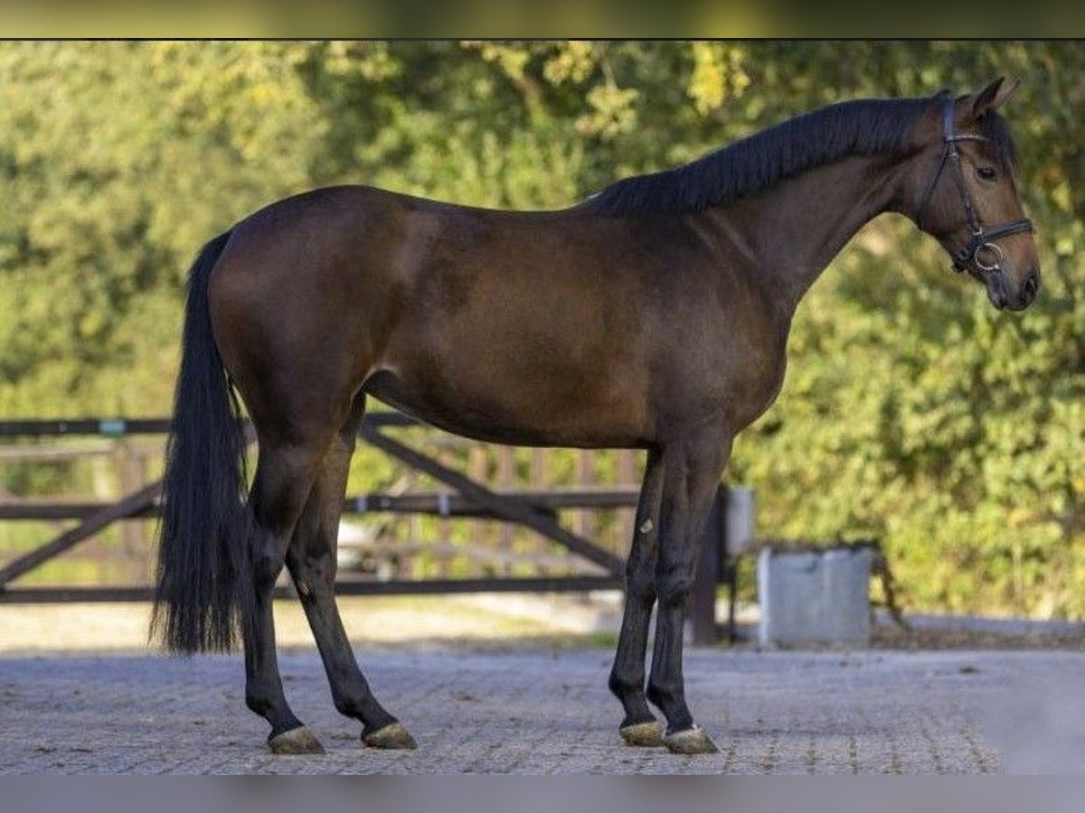 Koń holsztyński Klacz 6 lat 160 cm Gniada in Großsteinbach