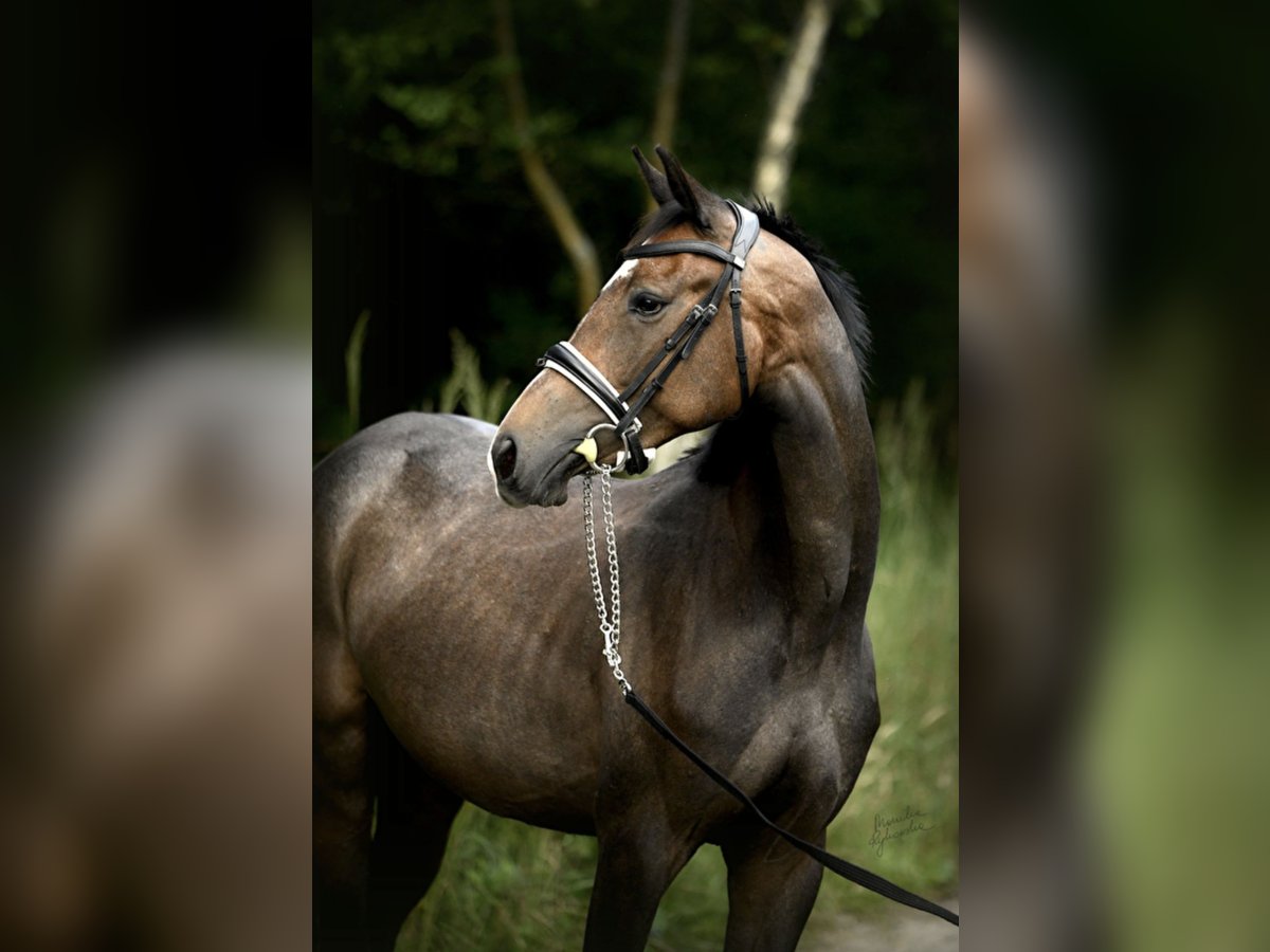 Koń holsztyński Klacz 6 lat 160 cm Siwa jabłkowita in Oltingen Koń holsztyński Klacz 6 lat 160 cm Siwa jabłkowita in Oltingen
