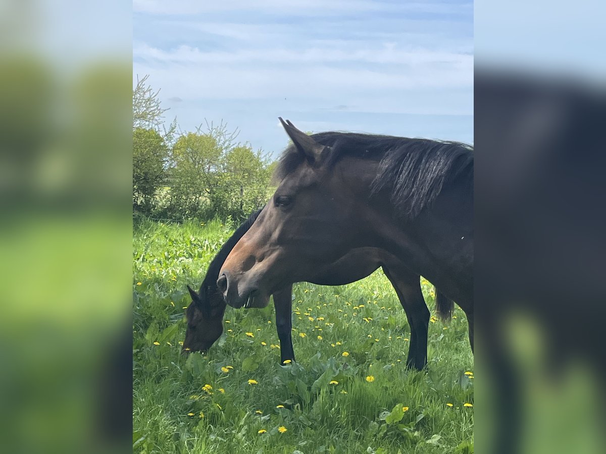Koń holsztyński Klacz 6 lat 162 cm Ciemnogniada in Freienwill