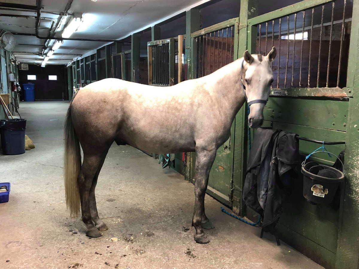 Koń holsztyński Klacz 6 lat 163 cm Gniada in Crestview