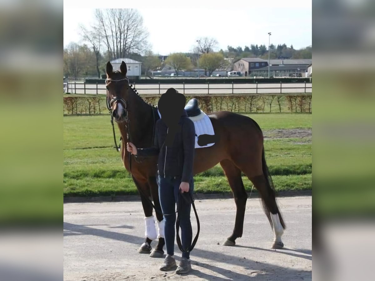 Koń holsztyński Klacz 6 lat 165 cm Gniada in Weyhe