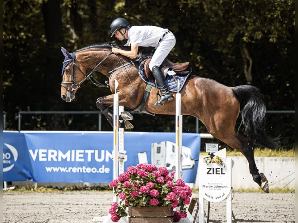 Koń holsztyński Klacz 6 lat 168 cm Gniada in Cremlingen