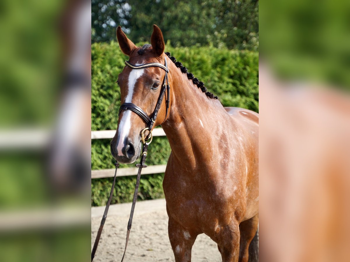 Koń holsztyński Klacz 6 lat 168 cm Kasztanowata in Lohne