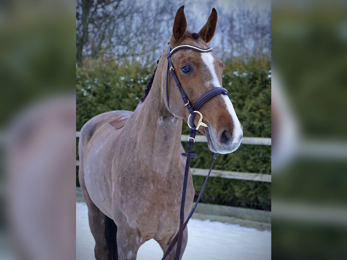 Koń holsztyński Klacz 6 lat 168 cm Kasztanowata in Lohne