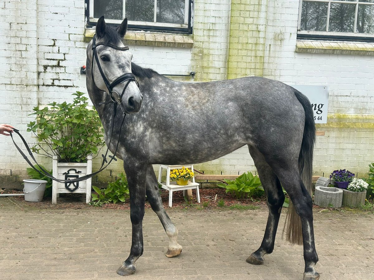 Koń holsztyński Klacz 6 lat 168 cm Siwa jabłkowita in Heiligenstedten