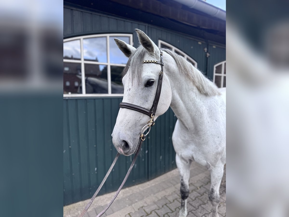Koń holsztyński Klacz 6 lat 168 cm Siwa in Bergisch Gladbach