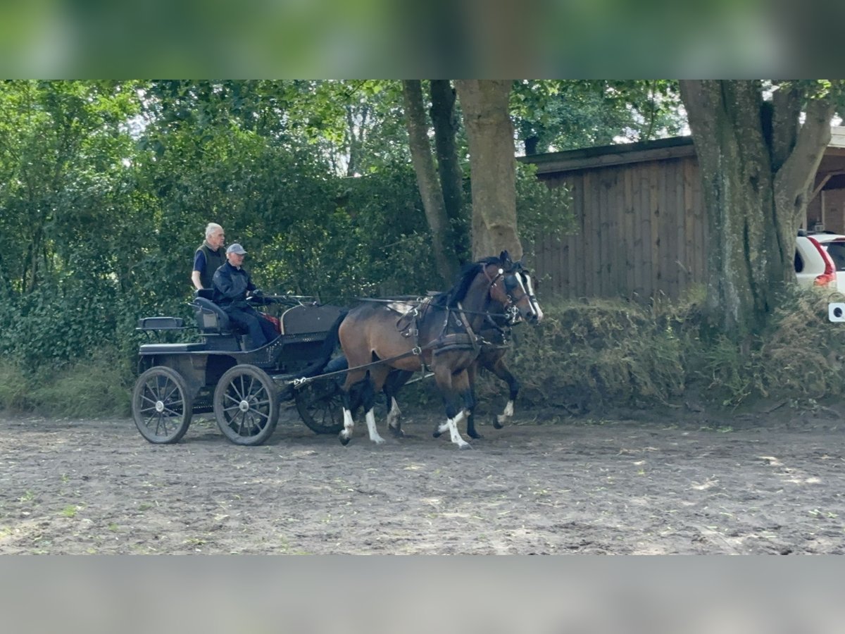 Koń holsztyński Klacz 6 lat 170 cm Gniada in L&#xFC;beck