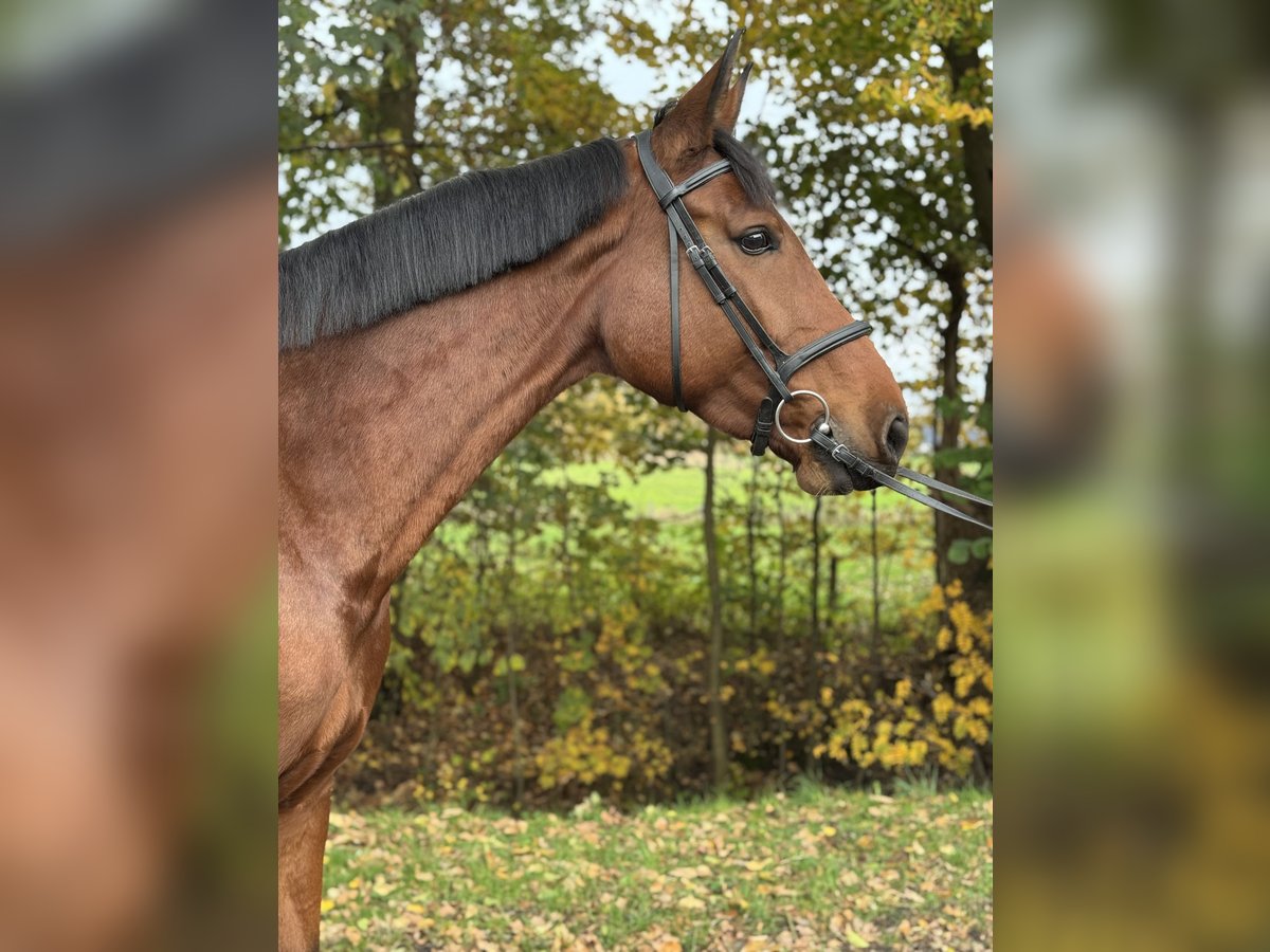 Koń holsztyński Klacz 6 lat 172 cm Gniada in Oersdorf