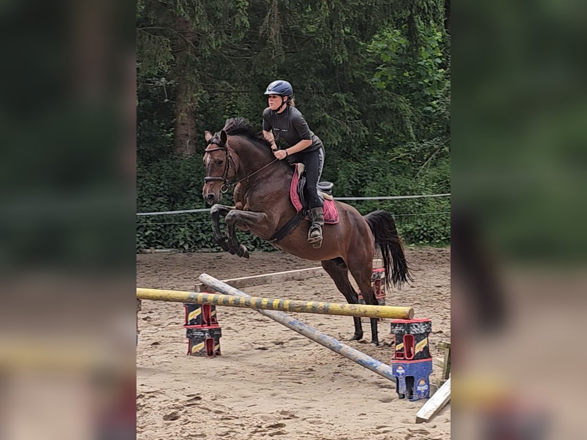 Koń holsztyński Klacz 7 lat 160 cm Gniada in Krumstedt