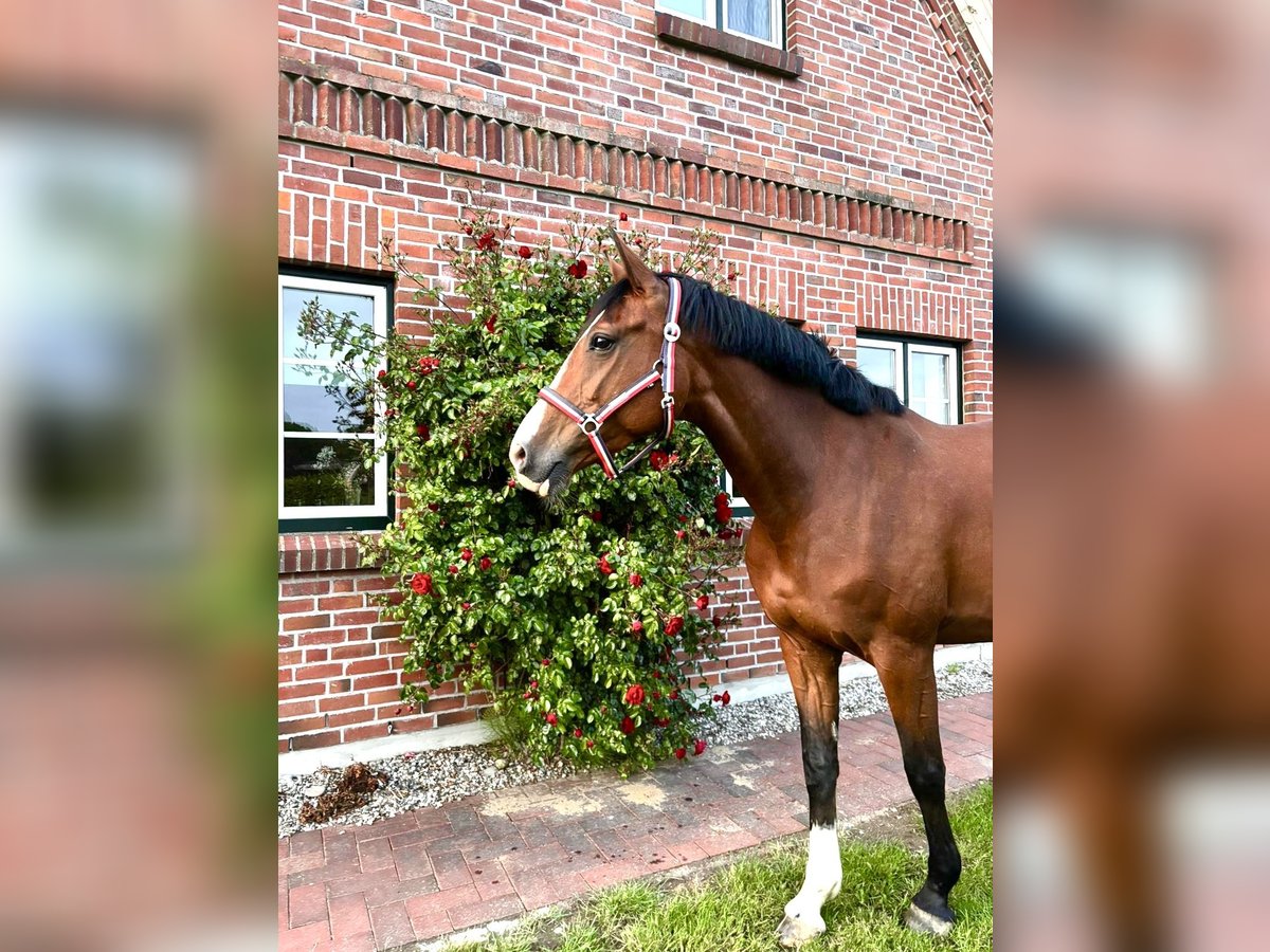 Koń holsztyński Klacz 7 lat 168 cm Gniada in Schlesen