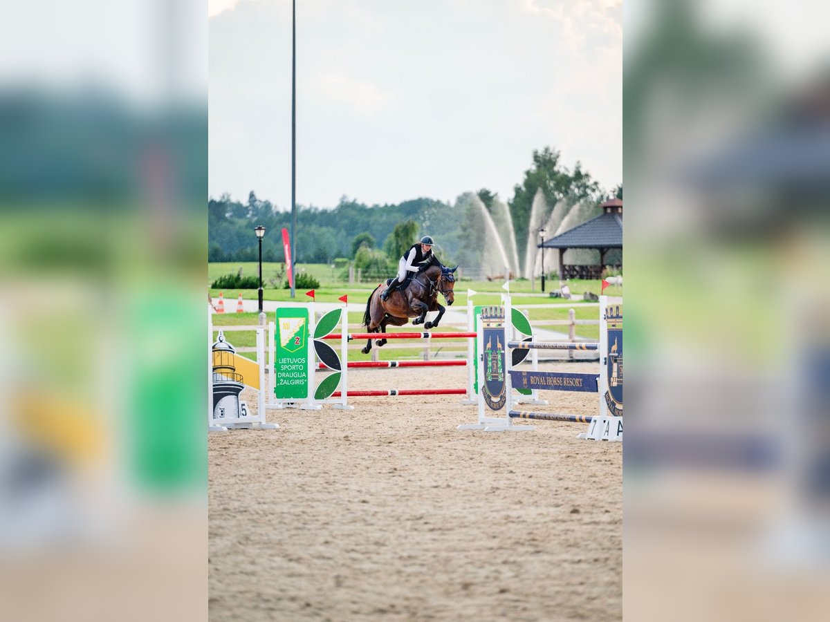 Koń holsztyński Klacz 7 lat 169 cm Gniada in Balkasodis