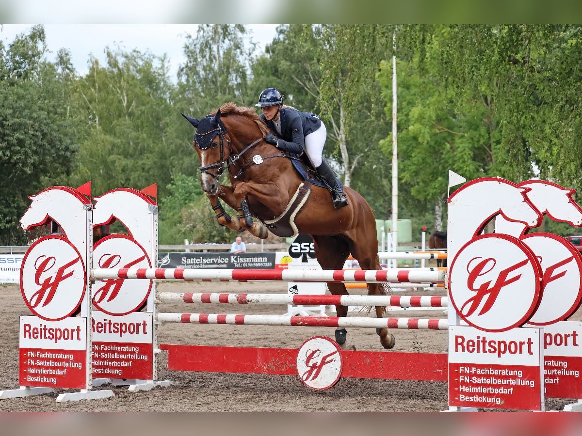 Koń holsztyński Klacz 7 lat 173 cm Kasztanowata in Neetze