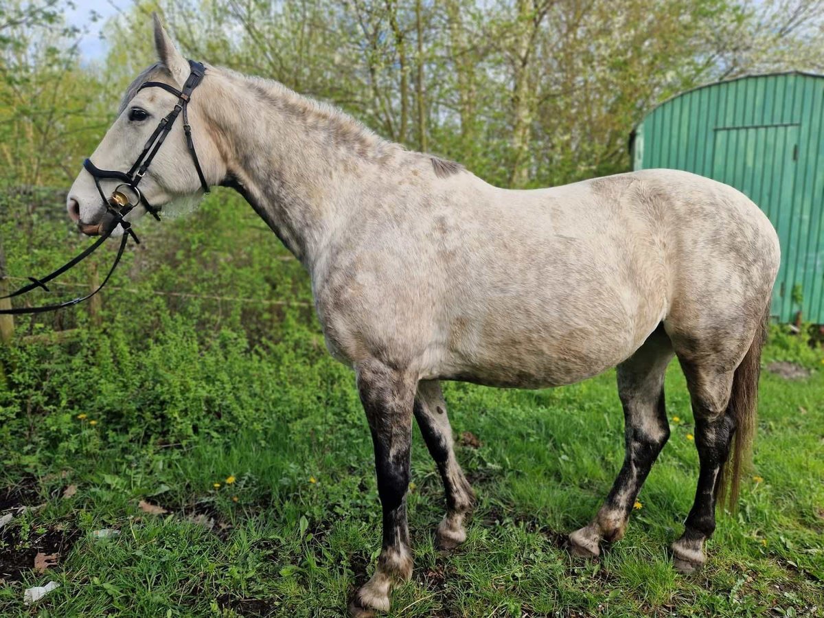 Koń holsztyński Klacz 8 lat 170 cm Siwa jabłkowita in Neu Wulmstorf