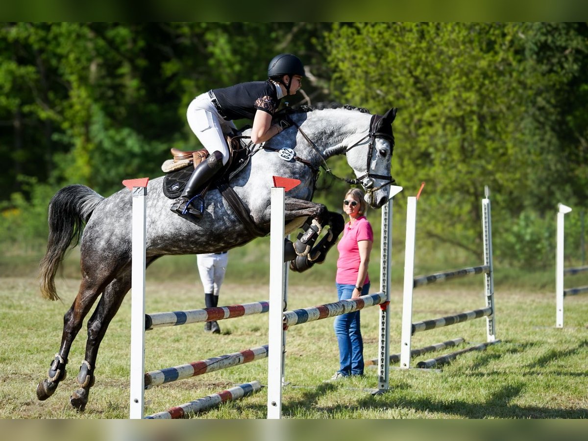 Koń holsztyński Klacz 9 lat 161 cm Siwa jabłkowita in Edewecht
