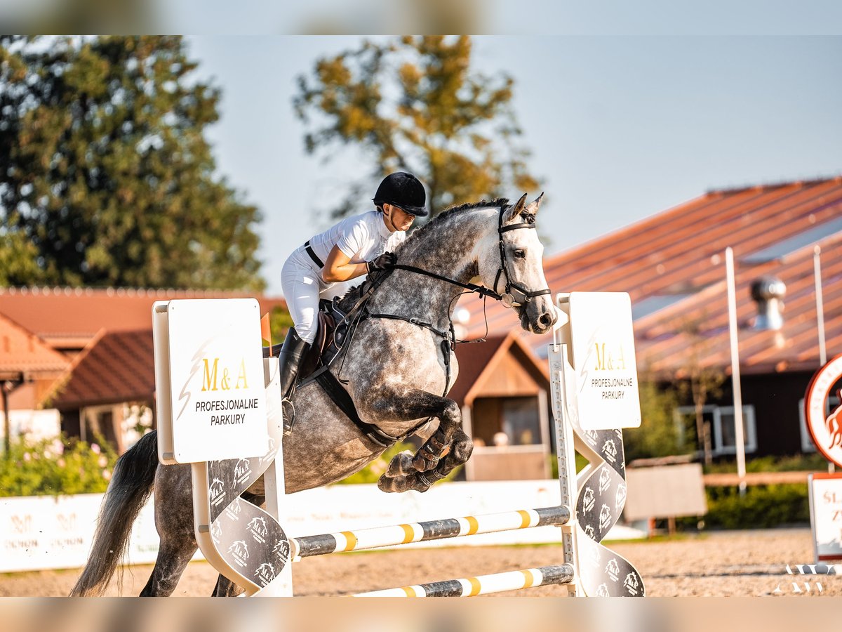 Koń holsztyński Klacz 9 lat 166 cm Siwa in Karnków
