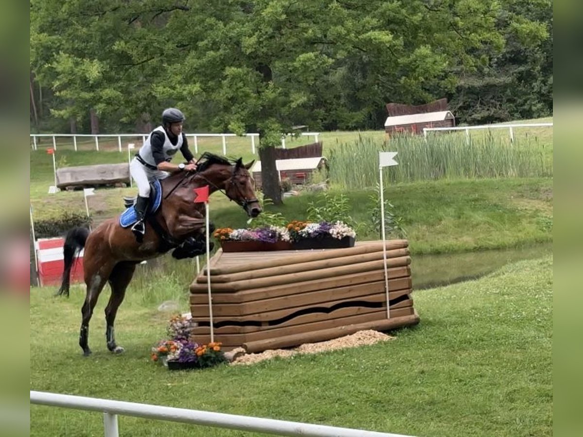 Koń holsztyński Klacz 9 lat 167 cm Gniada in T&#xF6;nning