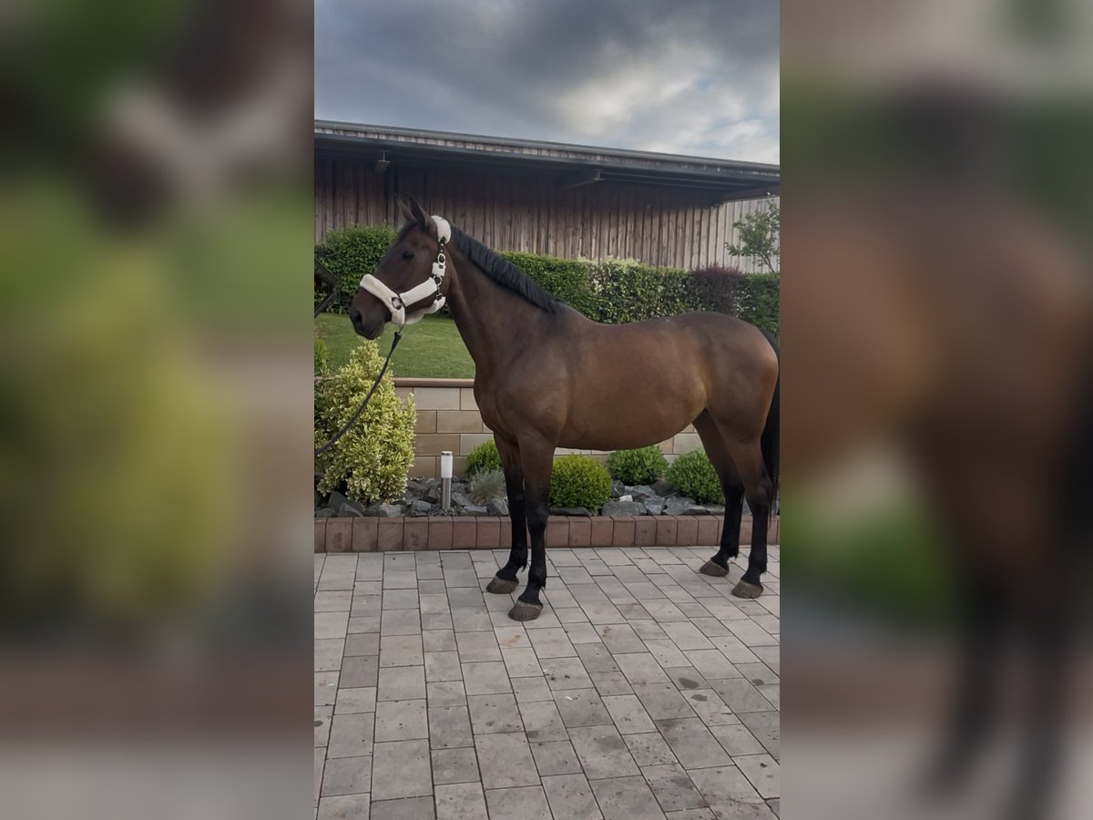 Koń holsztyński Klacz 9 lat 173 cm Gniada in Sangerhausen