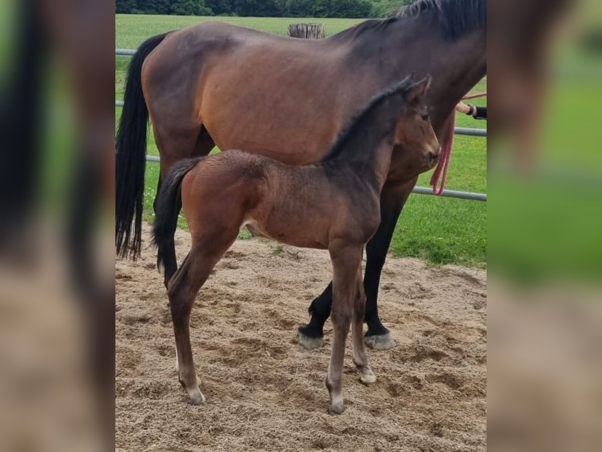 Koń holsztyński Klacz Źrebak (05/2025) in Malente