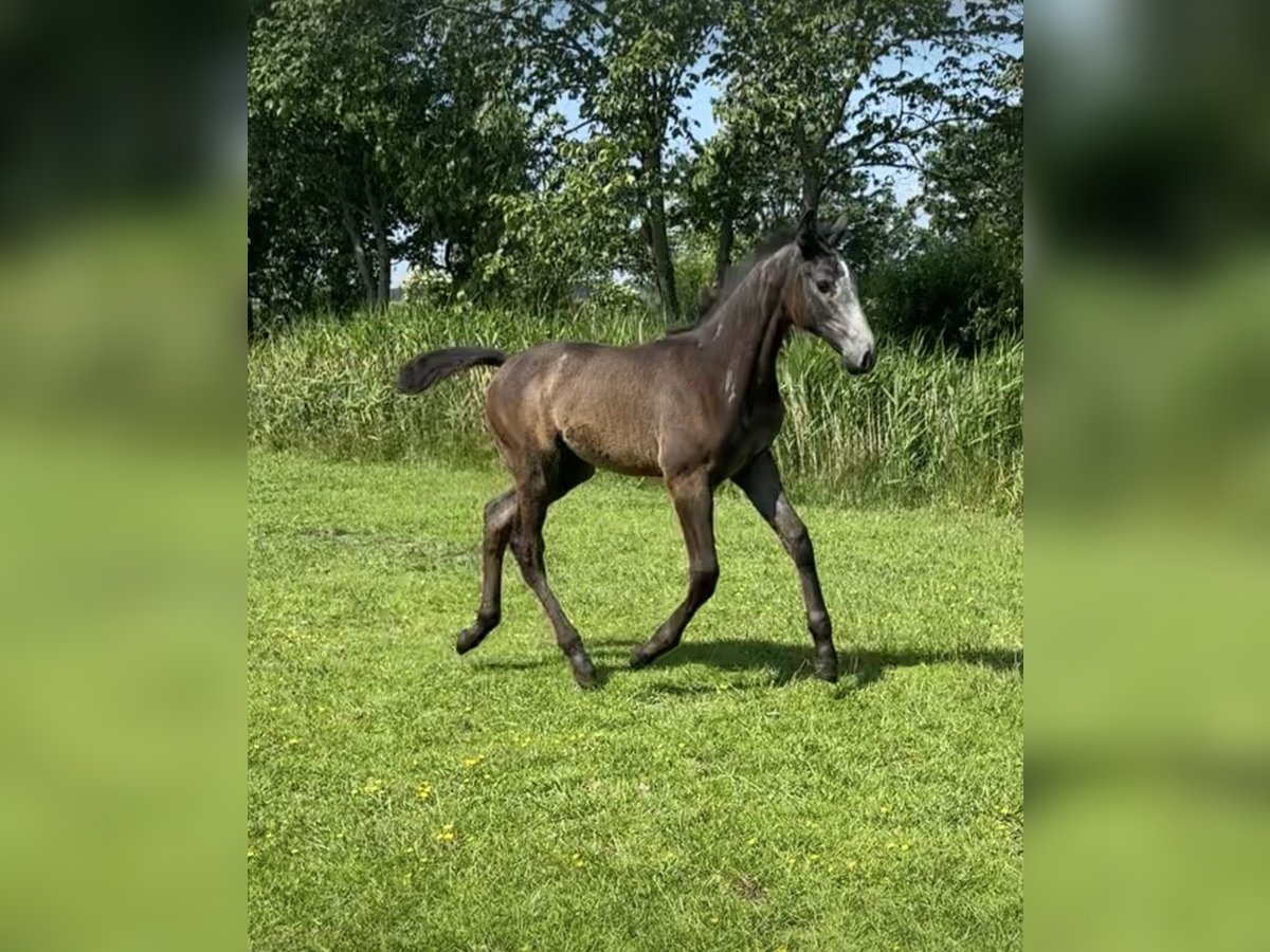 Koń holsztyński Klacz  Siwa in Neukirchen