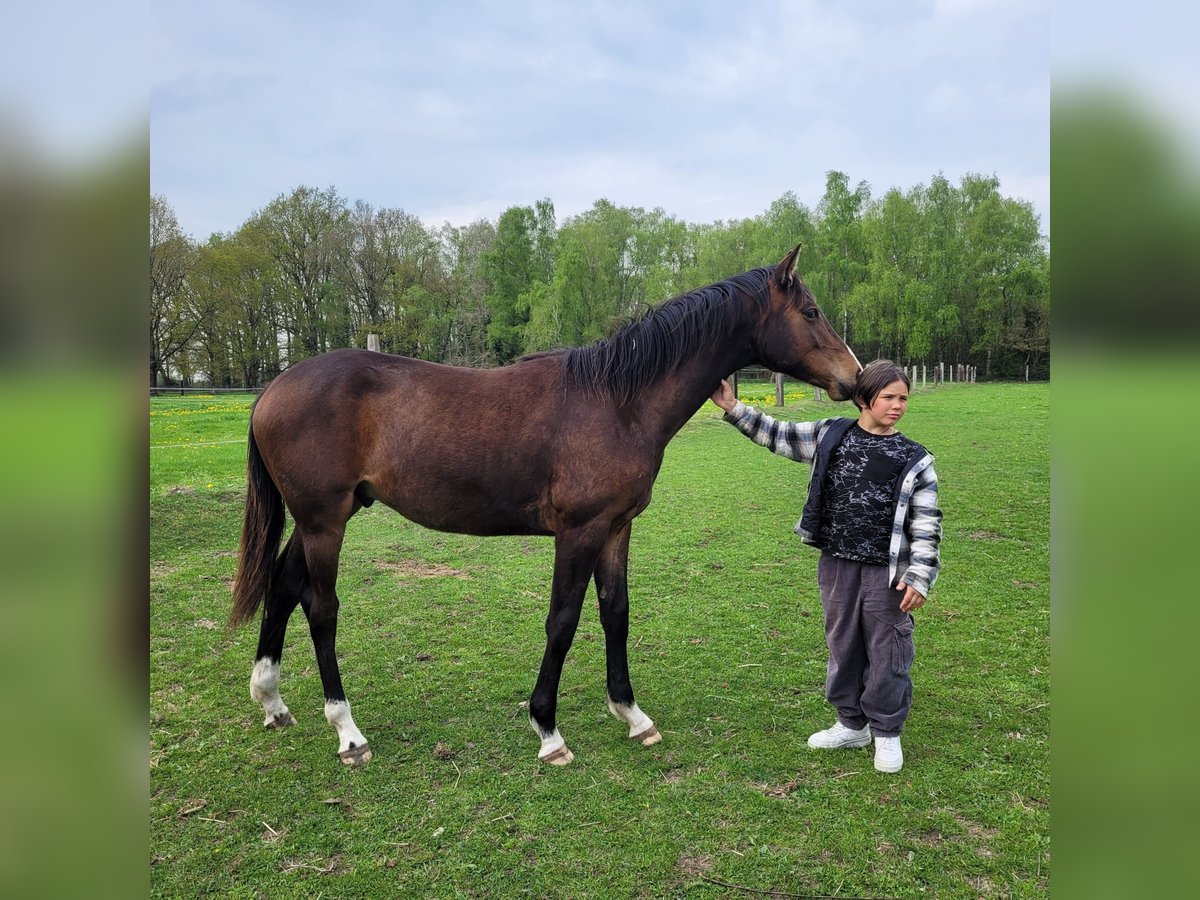 Koń holsztyński Ogier 1 Rok 170 cm Gniada in Klein Pampau