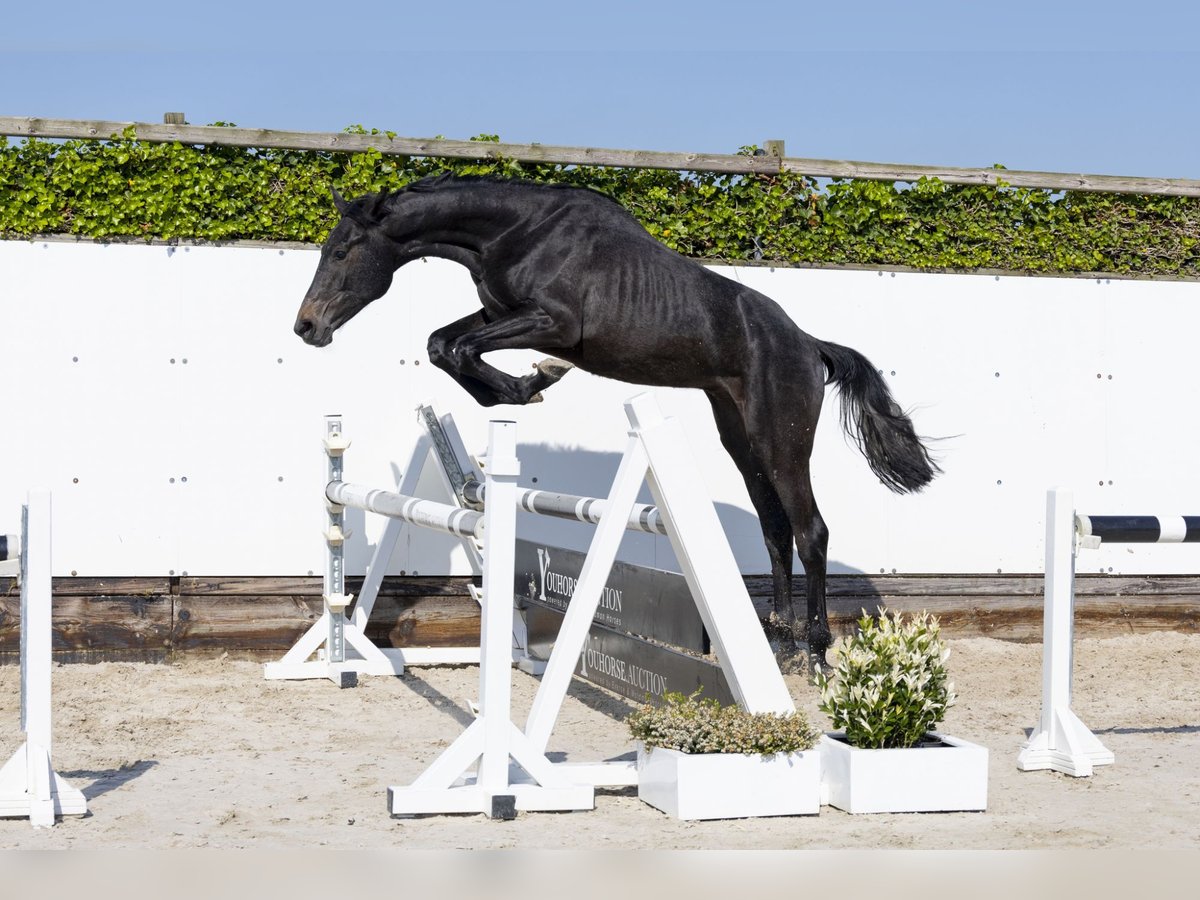 Koń holsztyński Ogier 2 lat 163 cm Siwa in Waddinxveen