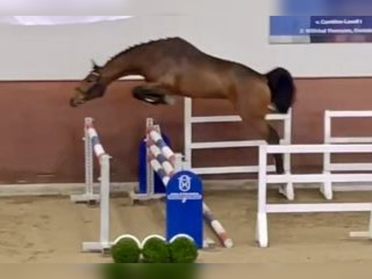 Koń holsztyński Ogier 2 lat 172 cm Gniada in Herzhorn