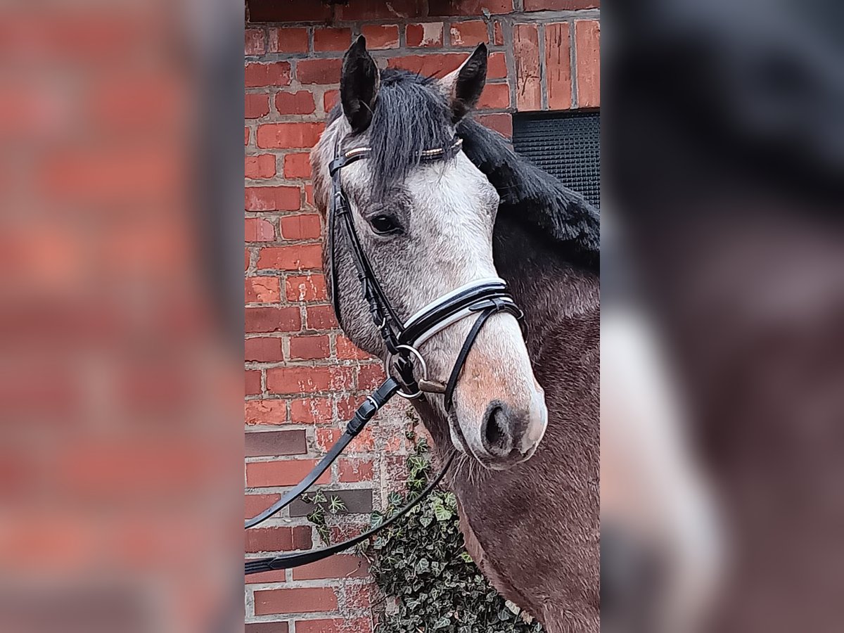 Koń holsztyński Ogier 3 lat 160 cm Siwa jabłkowita in Verden (Aller)Verden Walle