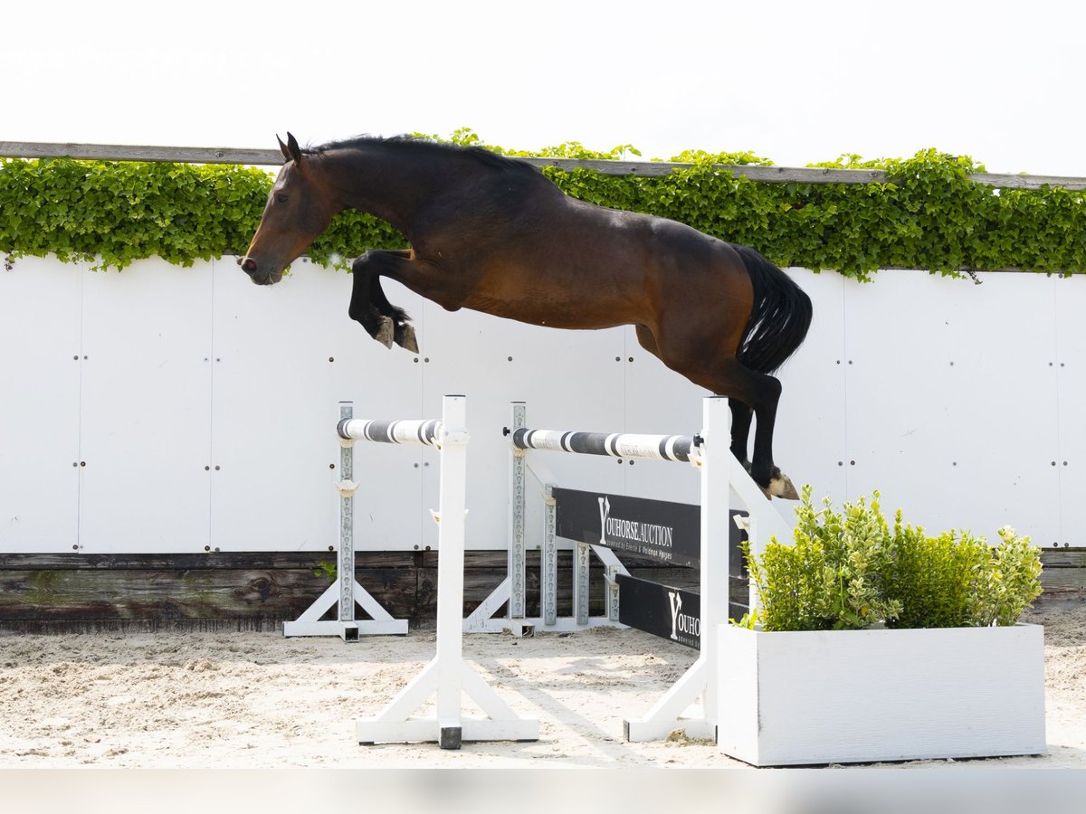 Koń holsztyński Ogier 3 lat 164 cm Ciemnogniada in Waddinxveen