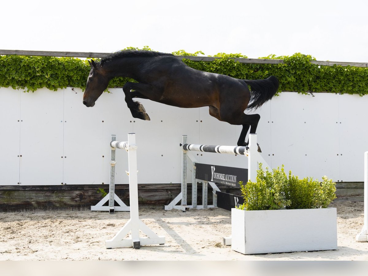 Koń holsztyński Ogier 3 lat 164 cm Ciemnogniada in Waddinxveen