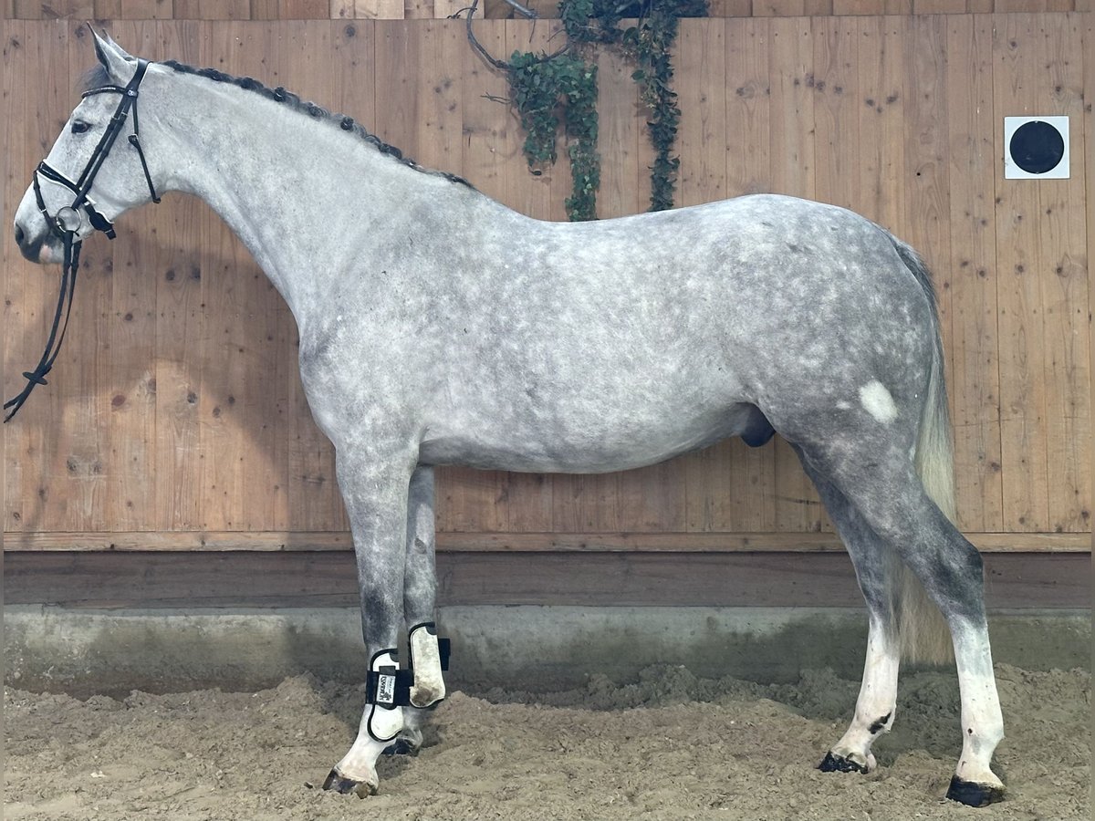 Koń holsztyński Ogier 5 lat 170 cm Siwa jabłkowita in Riedlingen