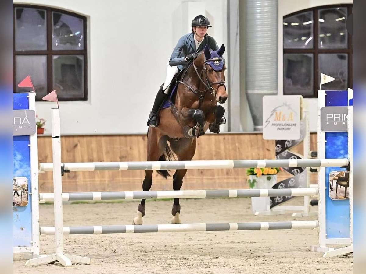 Koń holsztyński Ogier 6 lat 166 cm Gniada in Balkasodis, Alytus region