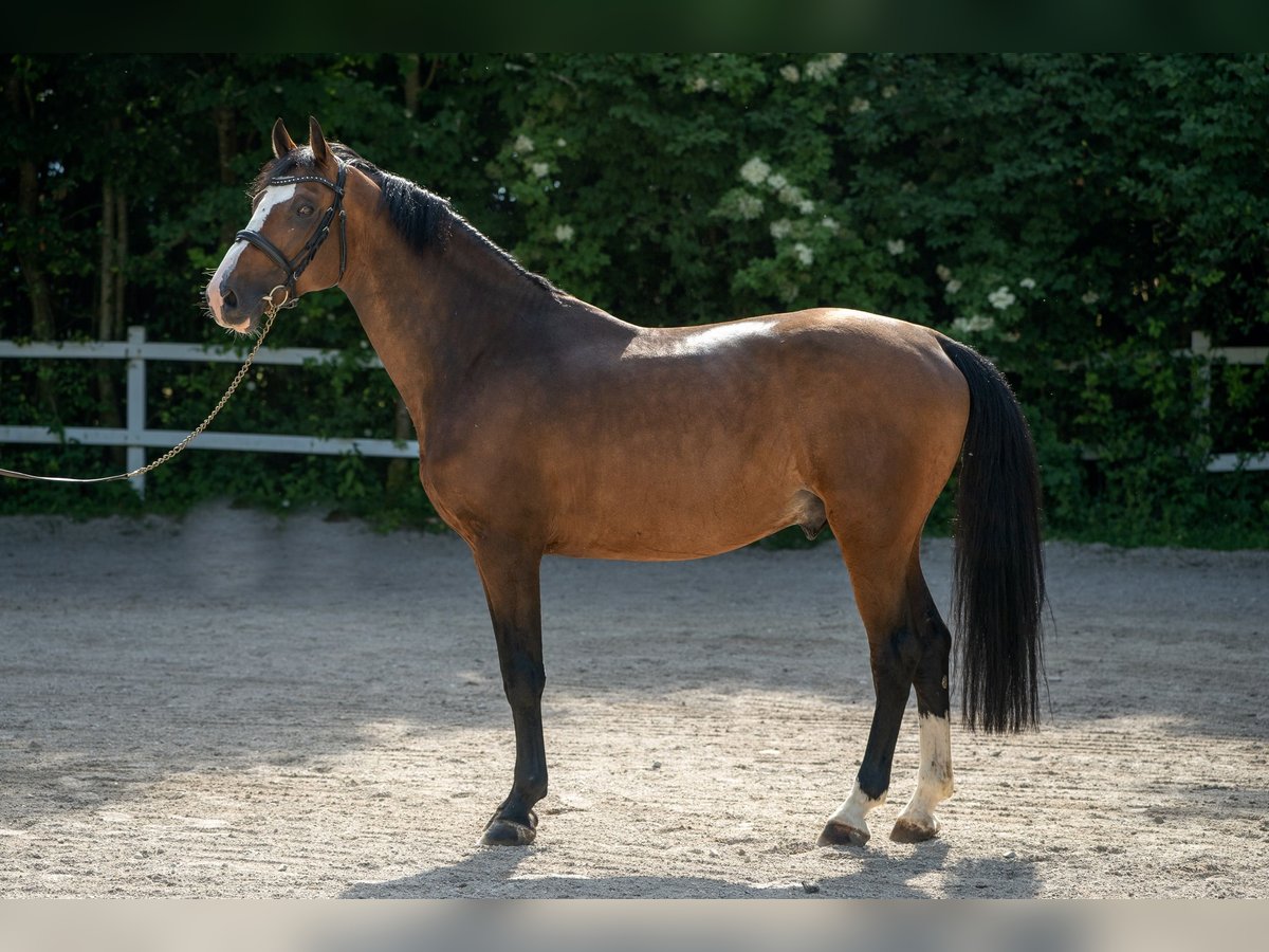 Koń holsztyński Ogier 7 lat 165 cm Gniada in Thalgau