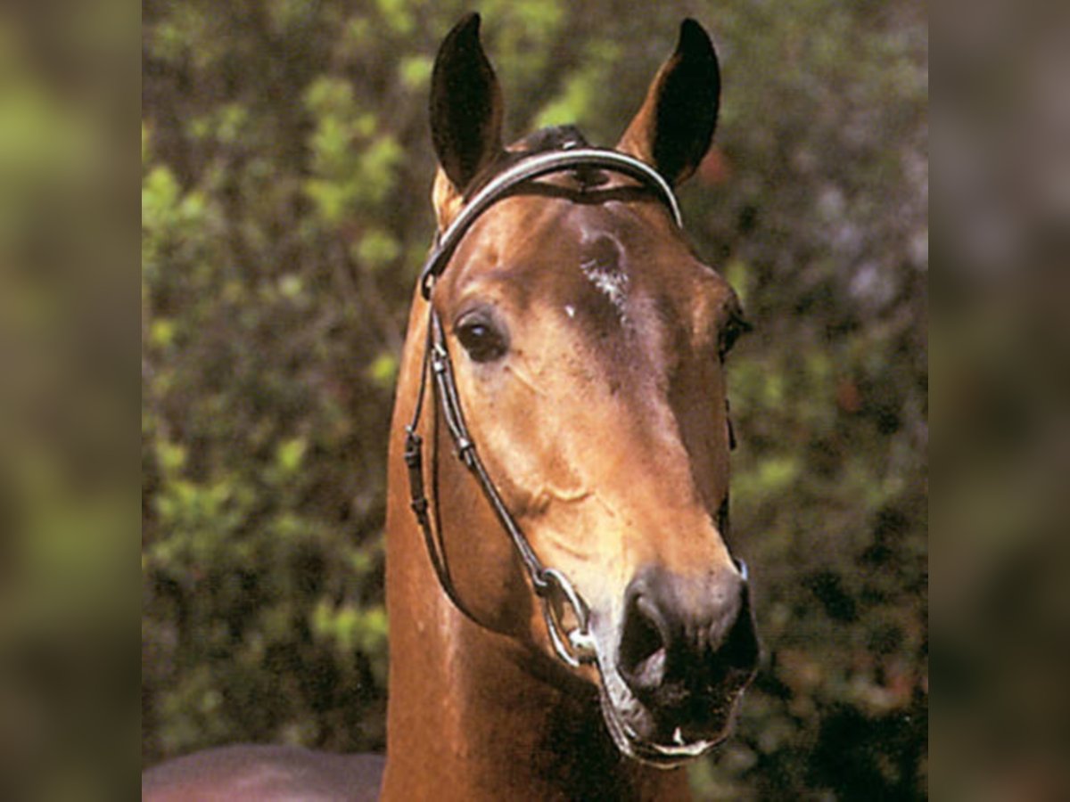 Koń holsztyński Ogier Gniada in Löningen
