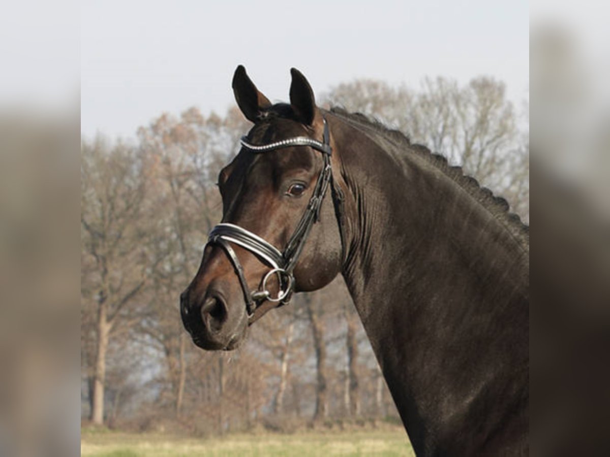 Koń holsztyński Ogier Gniada in Löningen