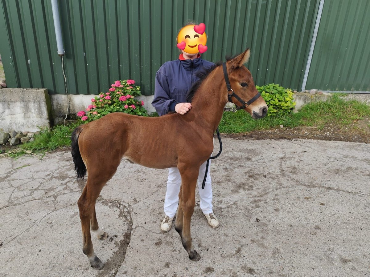 Koń holsztyński Ogier  170 cm Gniada in Malkendorf