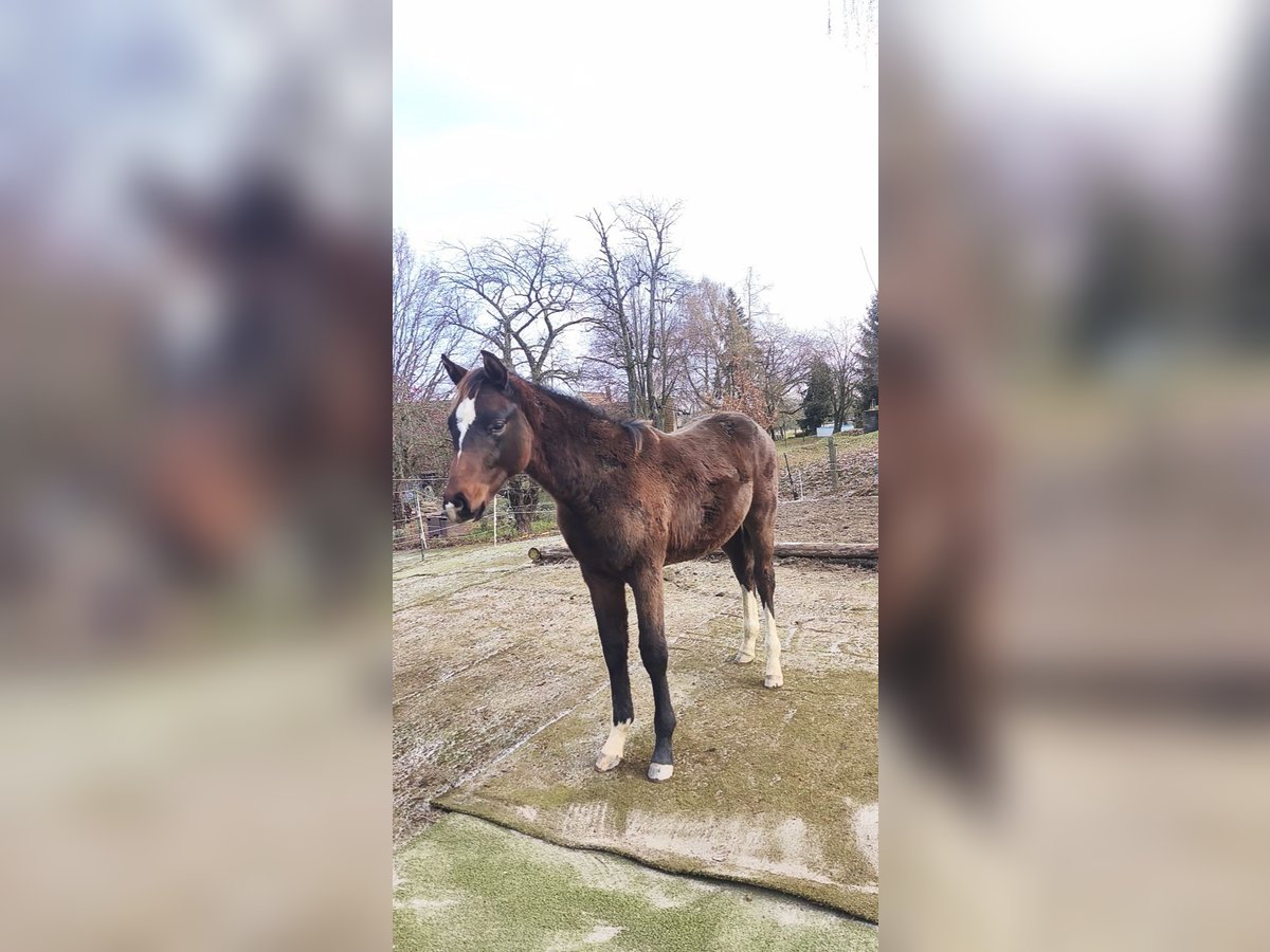 Koń holsztyński Ogier Źrebak (06/2025) 170 cm Gniada in Striegistal
