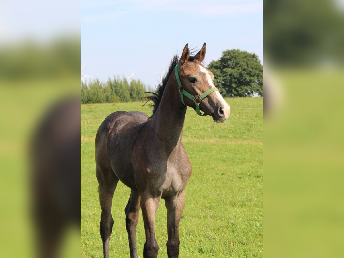Koń holsztyński Ogier Źrebak (04/2025) 170 cm Siwa in Niendorf