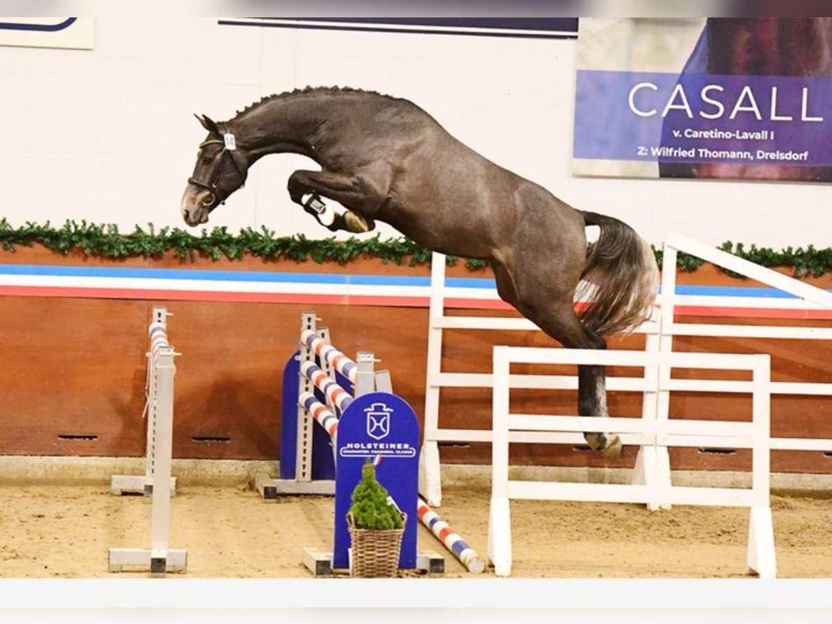 Koń holsztyński Ogier  Ciemnogniada in Bredenbek