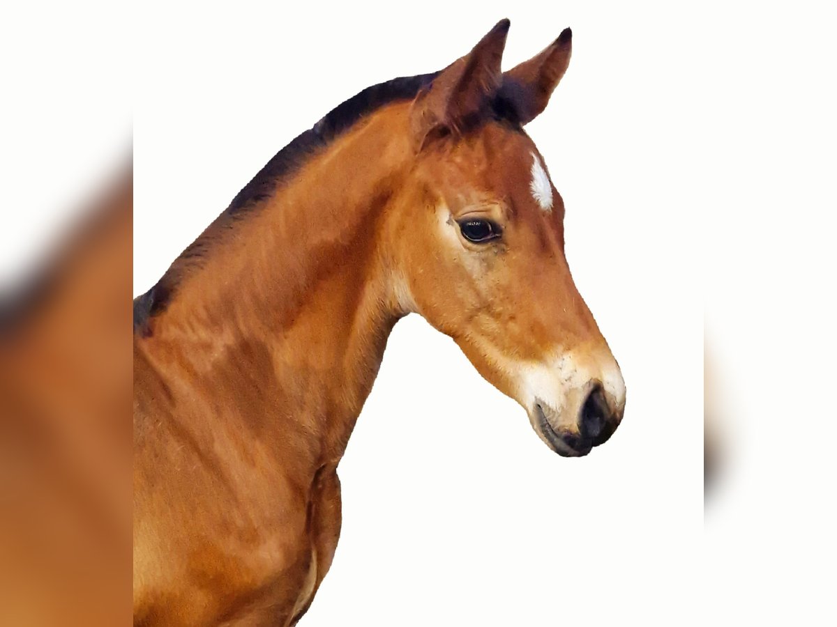 Koń holsztyński Ogier Źrebak (02/2024) Gniada in Seeth-Ekholt