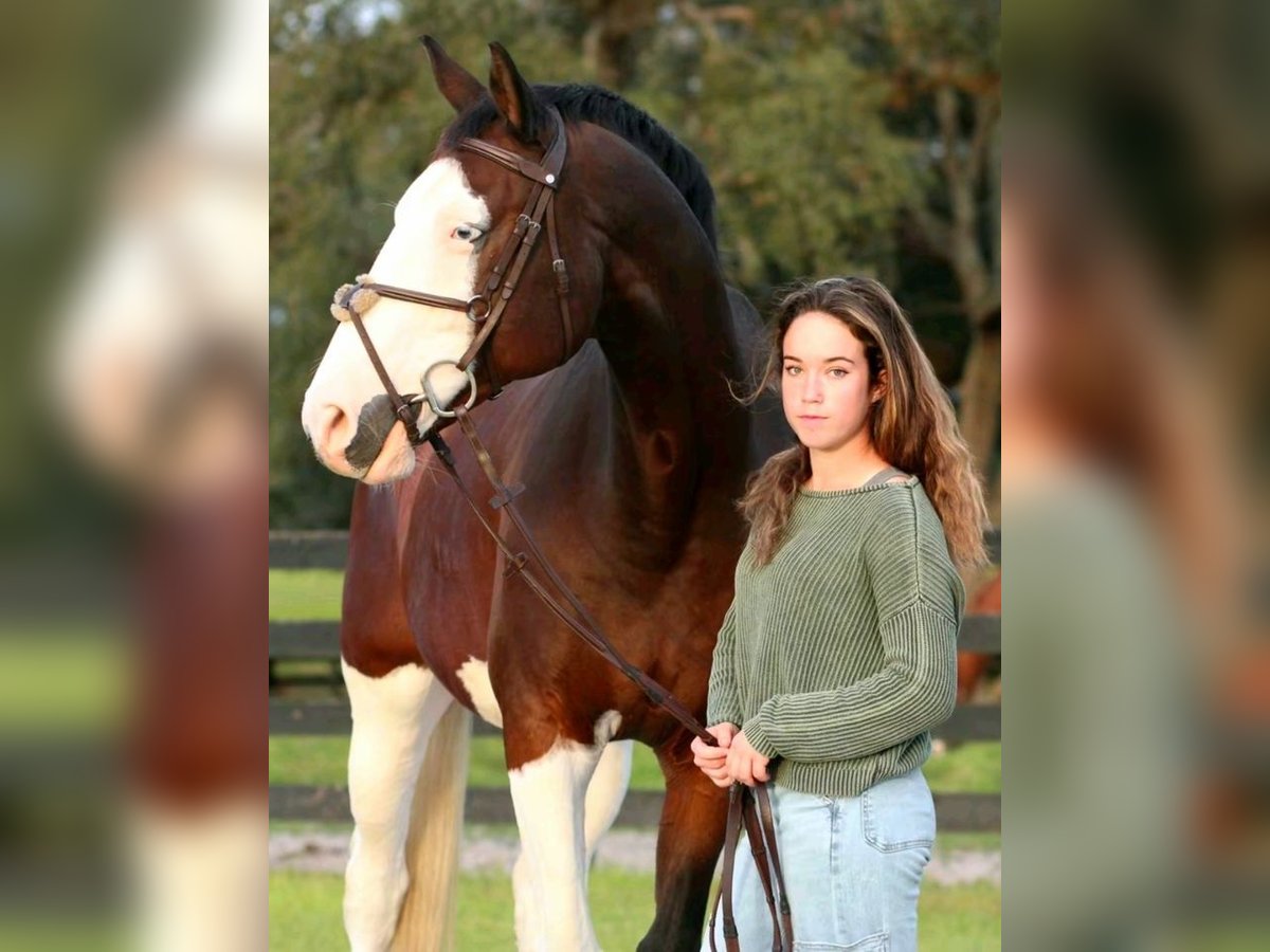 Koń holsztyński Wałach 10 lat 170 cm Tobiano wszelkich maści in Aachen