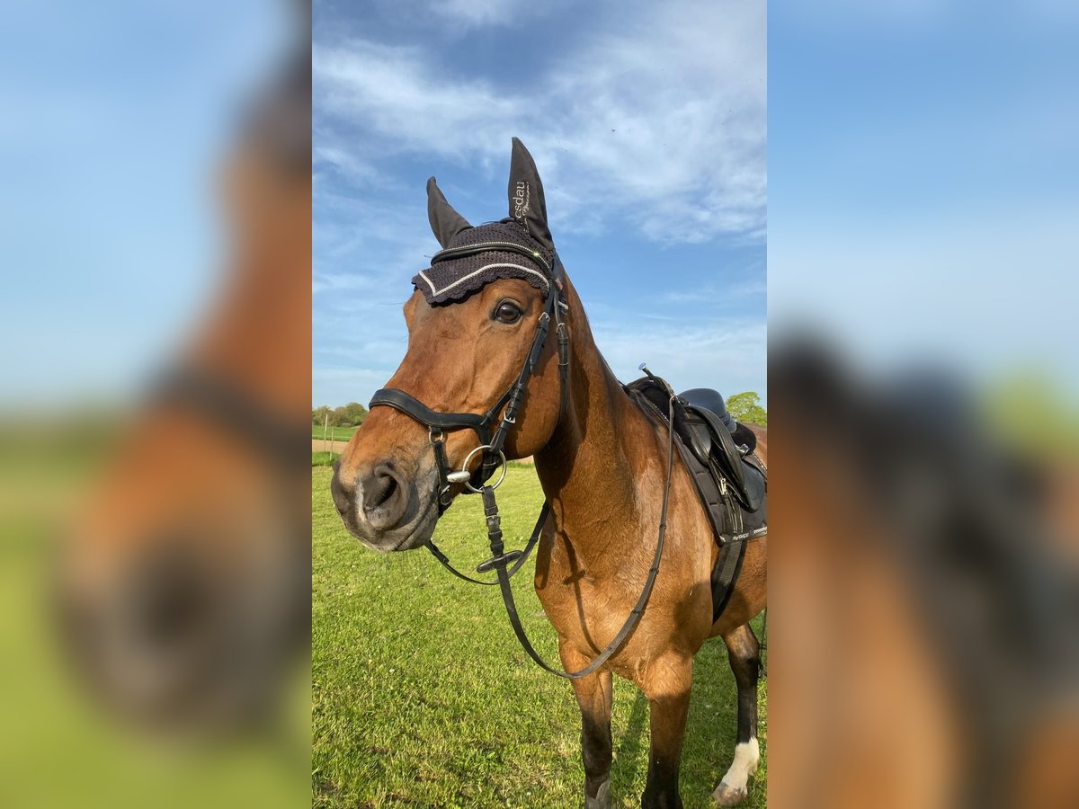 Koń holsztyński Mix Wałach 12 lat 168 cm Gniada in Giengen an der Brenz
