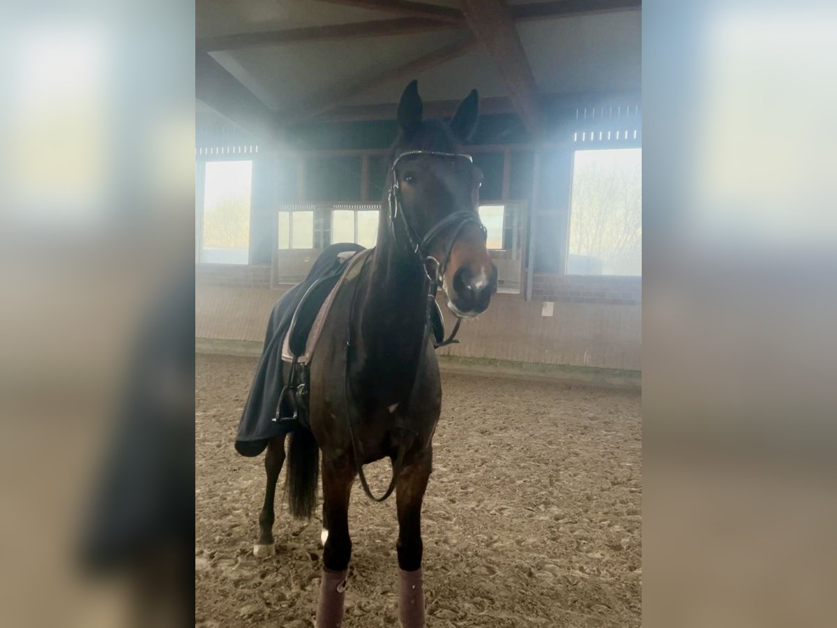 Koń holsztyński Wałach 12 lat 175 cm Skarogniada in Achim