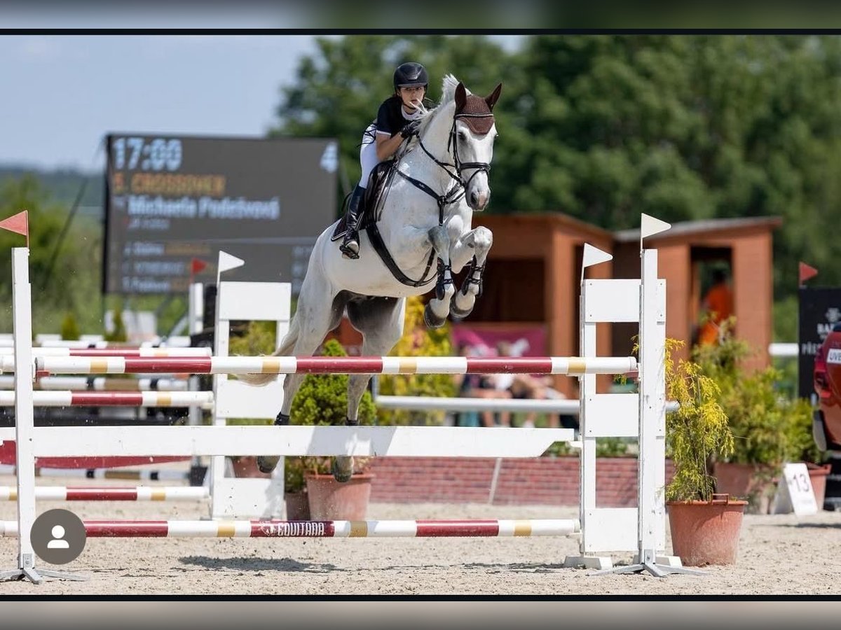 Koń holsztyński Wałach 13 lat 170 cm Siwa in Traidendorf