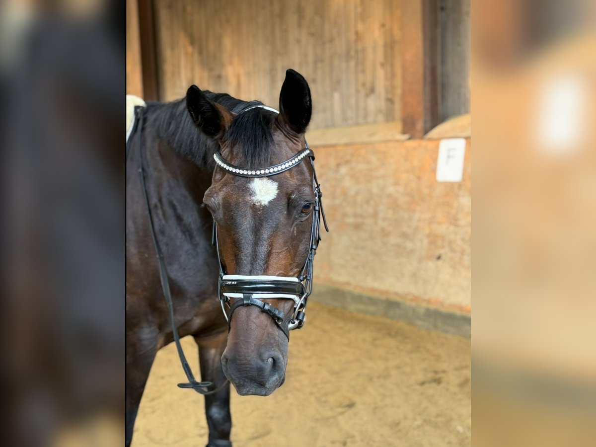 Koń holsztyński Wałach 14 lat 162 cm Ciemnogniada in Bad Pyrmont