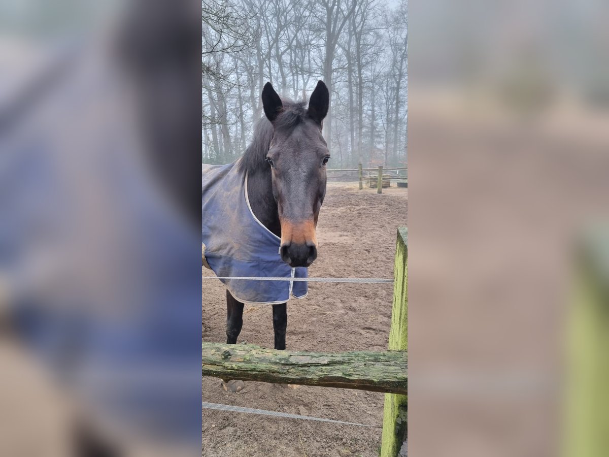 Koń holsztyński Wałach 14 lat 168 cm Ciemnogniada in Helvesiek