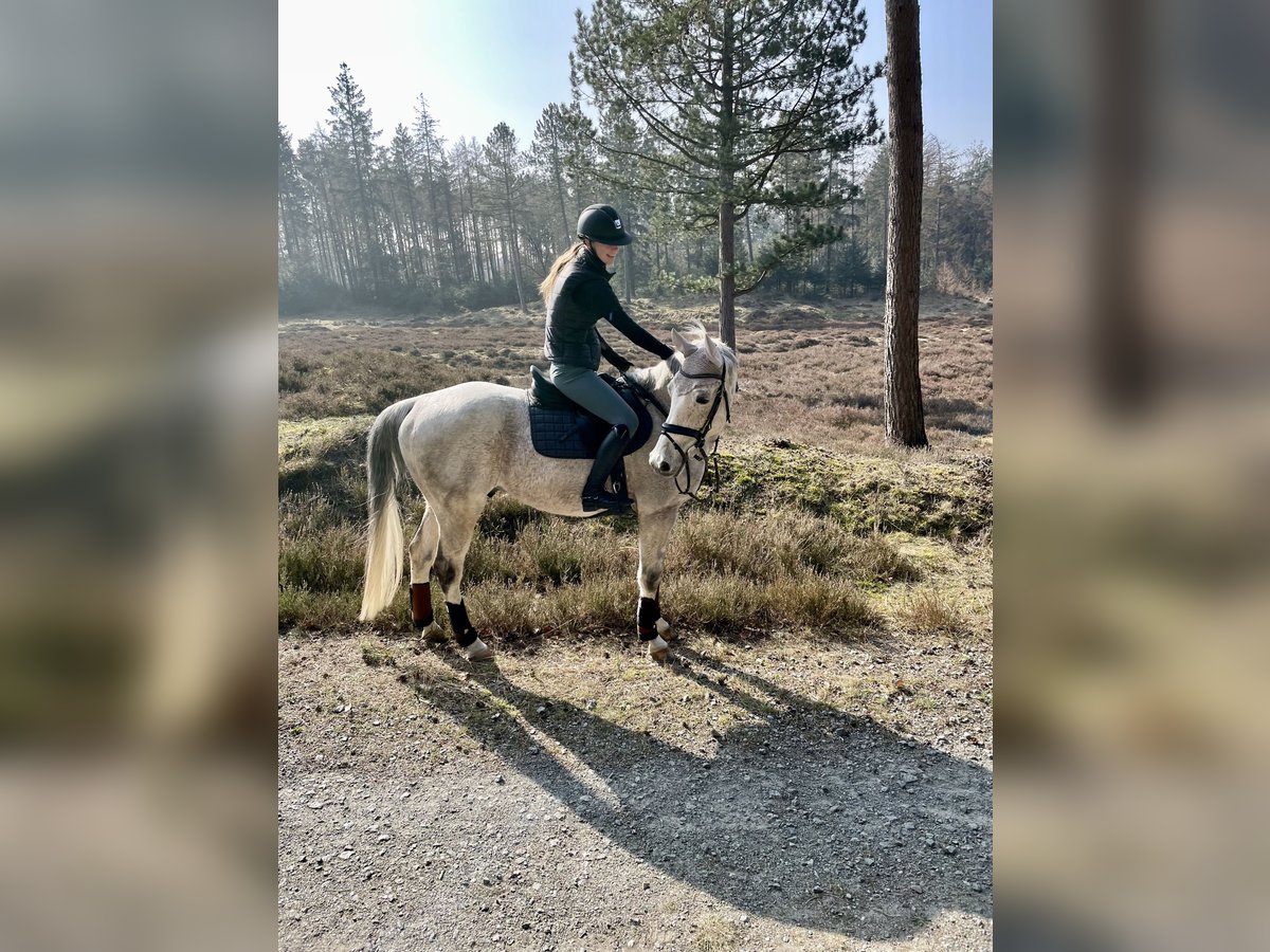 Koń holsztyński Wałach 15 lat 160 cm Siwa in Süderlügum Koń holsztyński Wałach 15 lat 160 cm Siwa in Süderlügum