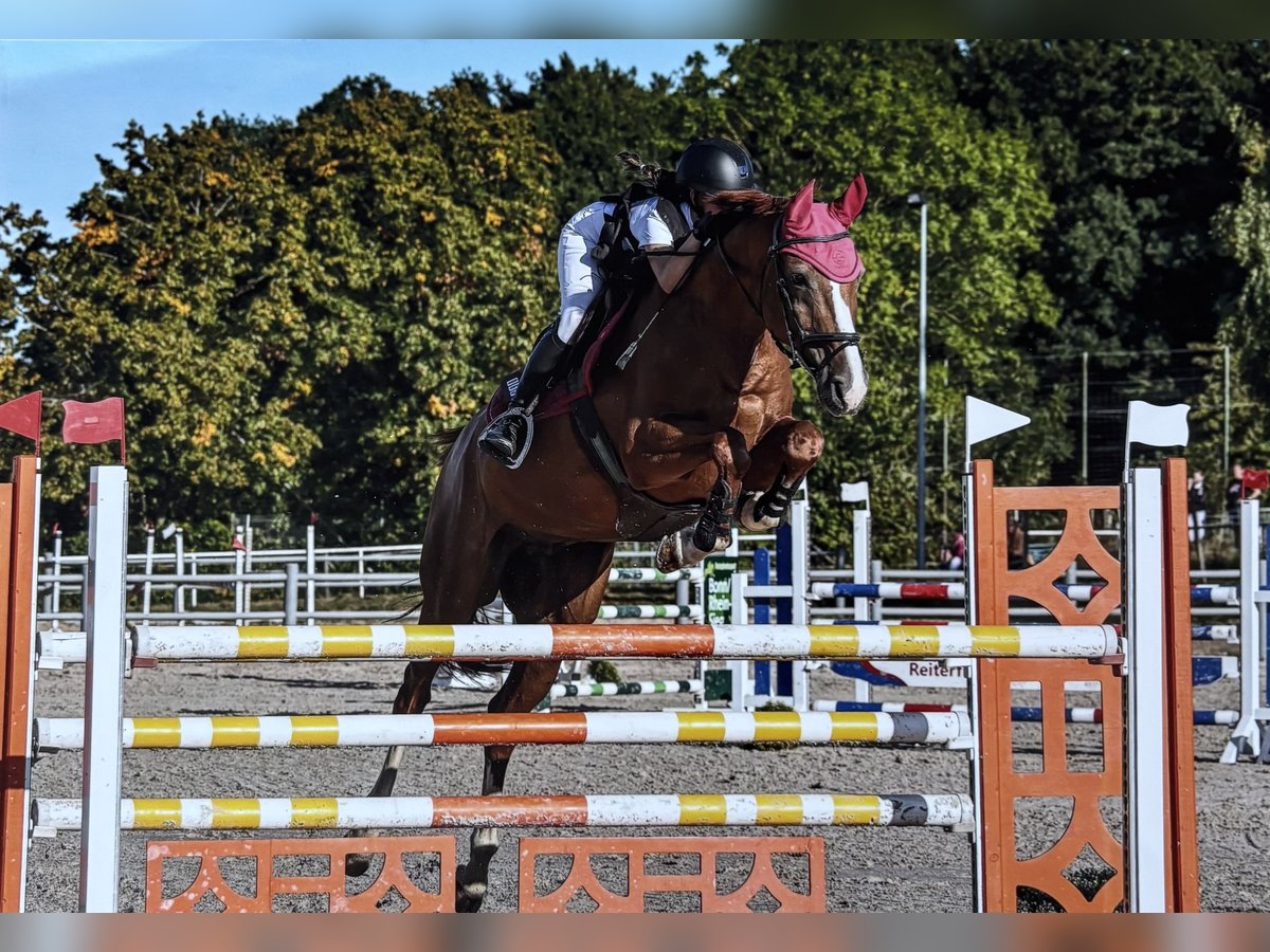 Koń holsztyński Wałach 15 lat 170 cm Kasztanowata in Hennef